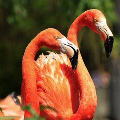 Flamants roses au parc ornithologuique de camargue